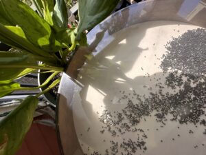 Vlora Bekteshi Sound Healing